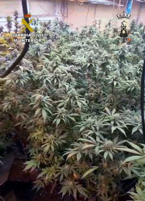 La Guardia Civil desmantela un invernadero indoor con 157 plantas de cannabis en una vivienda de Puerto de Mazarrón