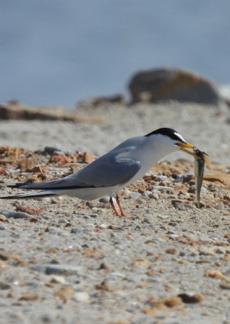 Medio Ambiente organiza este fin de semana rutas guiadas y observación de aves en los espacios naturales de la Región