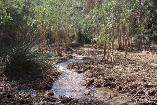La Confederación Hidrográfica del Segura impulsa una jornada de voluntariado ambiental en el río Chícamo para divulgar y conservar su Reserva Natural Fluvial