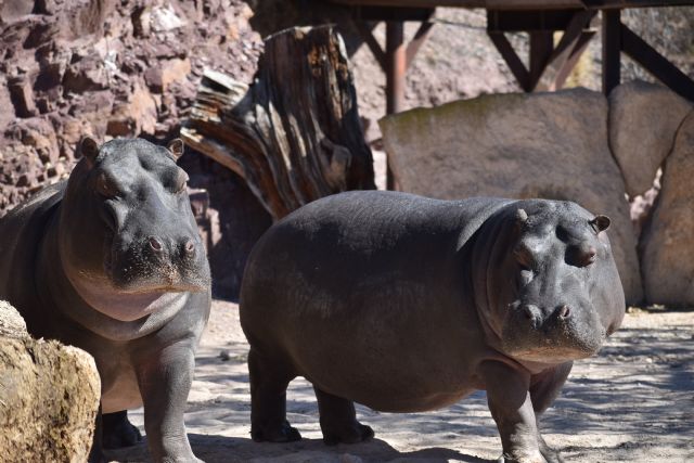 Terra Natura Murcia conmemora el Día Mundial del Hipopótamo con un sorteo especial y contenidos divulgativos en redes sociales