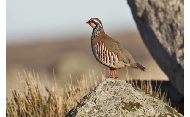 PACMA critica la declaración de la caza de perdiz con reclamo como Bien de Interés Cultural en la Región de Murcia