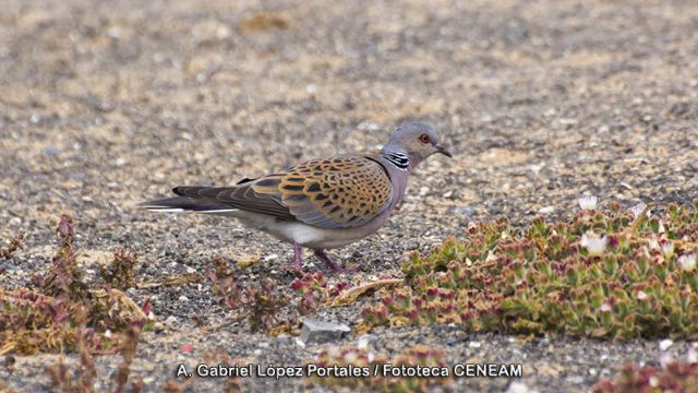 La Comunidad levanta la moratoria de la tórtola europea tras su recuperación y establece un modelo de caza sostenible y controlado