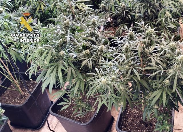 La Guardia Civil desarticula una organización criminal y detiene a sus 10 miembros por delitos de cultivo y tráfico de droga