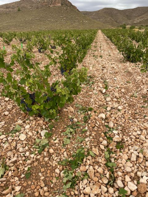Técnicos de Agricultura evalúan los da&ntilde;os producidos en los cultivos tras la última tormenta de granizo