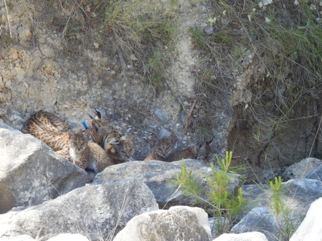 El nacimiento de 4 cachorros de lince ibérico confirma a las Tierras Altas de Lorca como un enclave idóneo para la pervivencia de la especie