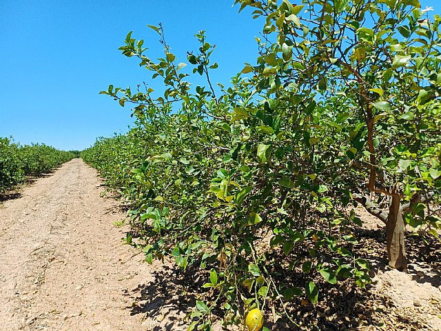 El Gobierno regional declara la clorosis nervial amarilla como enfermedad vegetal y pone en marcha medidas para contener su propagación