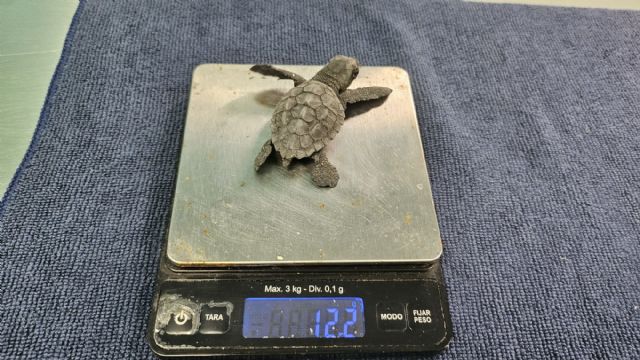 Concluye el proceso de eclosión de los dos nidos de tortuga boba registrados este verano en la Región con 136 ejemplares