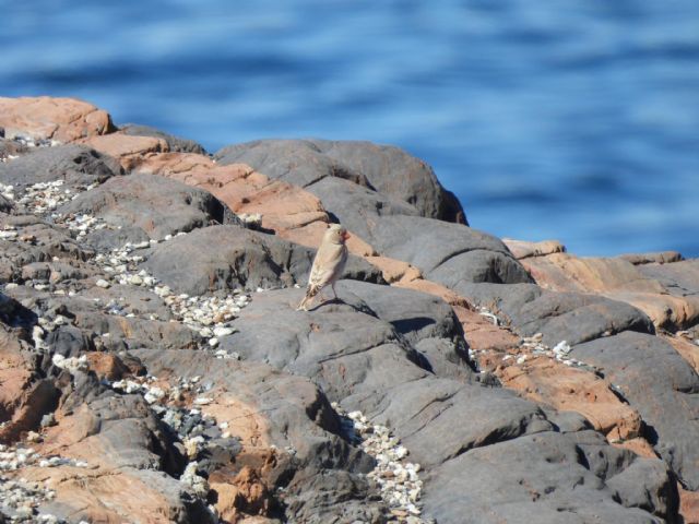 La Comunidad concluye un estudio sobre la ZEPA Almenara, Moreras y Cabo Cope que identifica 83 especies de aves