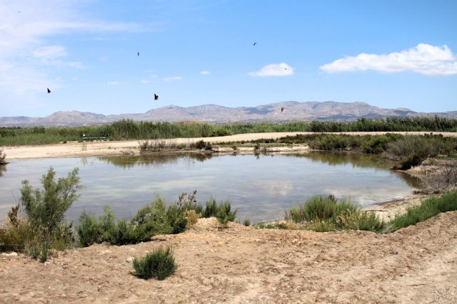 La CHS contribuye al récord de 13 polladas de cerceta pardilla en las Lagunas de La Raja